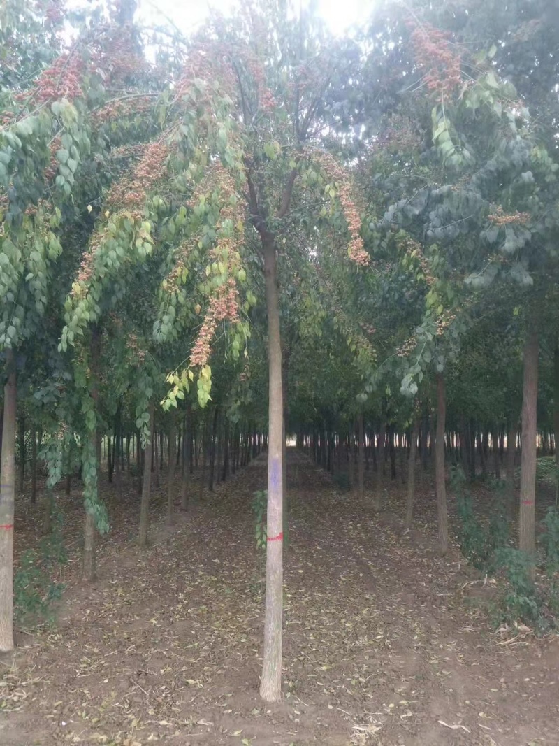 丝棉木苗3--15公分，现挖现卖，支持视频看货实地考察