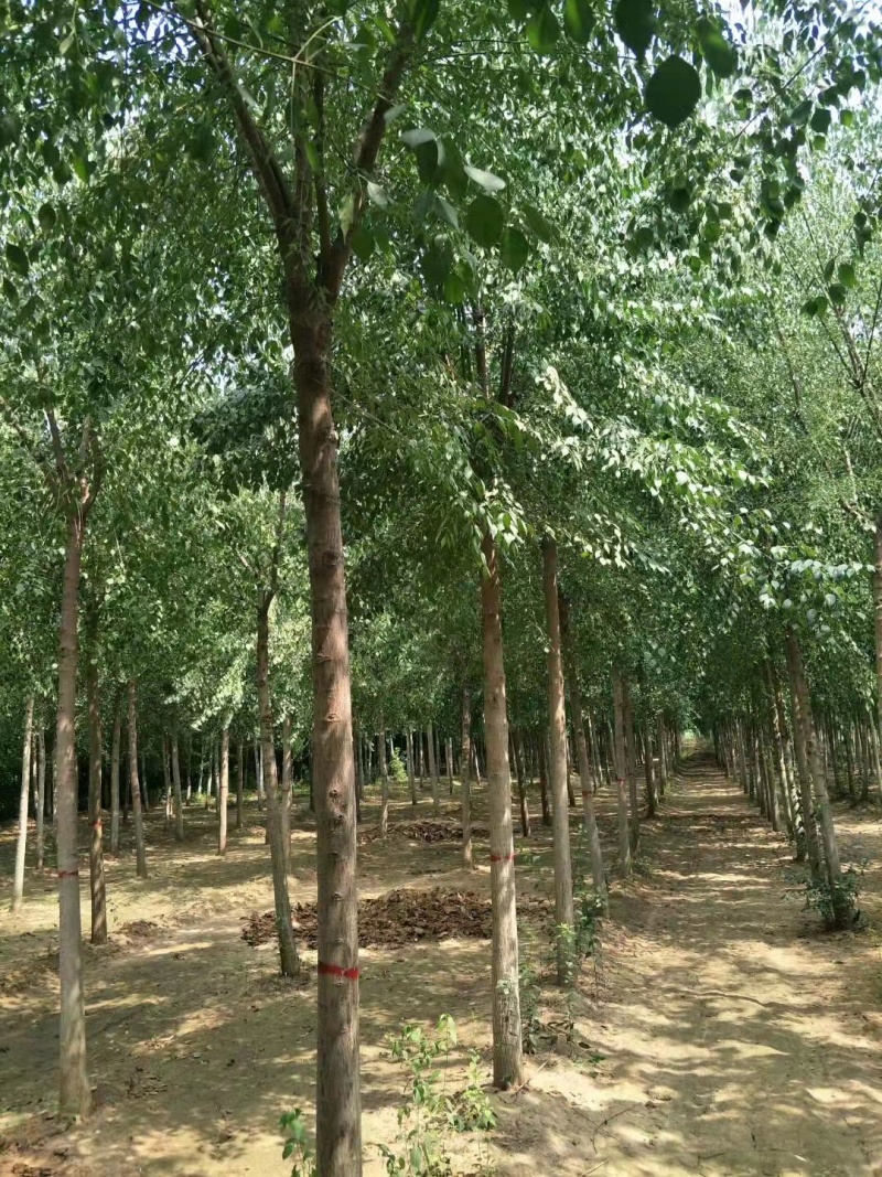 丝棉木苗3--15公分，现挖现卖，支持视频看货实地考察