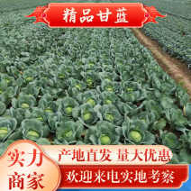 产地扁包菜可以大量供应脱水厂加工厂超市批发市场。