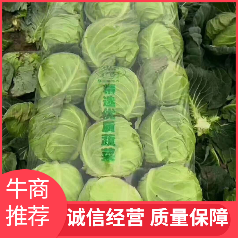 精品小甘蓝兰产地大量供货，批发商，进出口贸易。