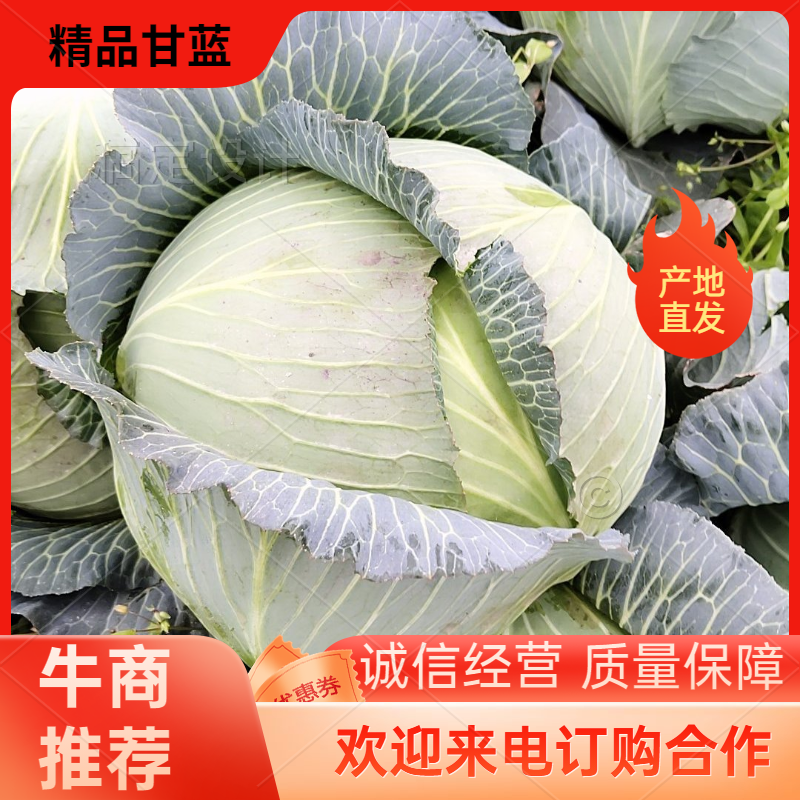 河南新野优质扁包菜甘蓝，大量上市欢迎大家前来选购。