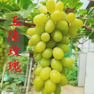 新品种葡萄苗玉隆玫瑰一号葡萄苗嫁接苗自然无核葡萄苗