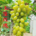 新品种葡萄苗玉隆玫瑰一号葡萄苗嫁接苗自然无核葡萄苗