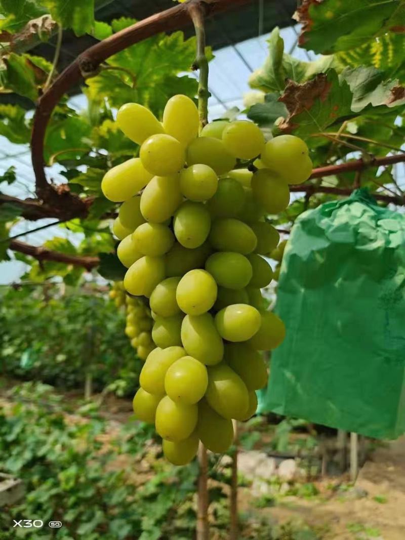新品种葡萄苗玉隆玫瑰一号葡萄苗嫁接苗自然无核葡萄苗