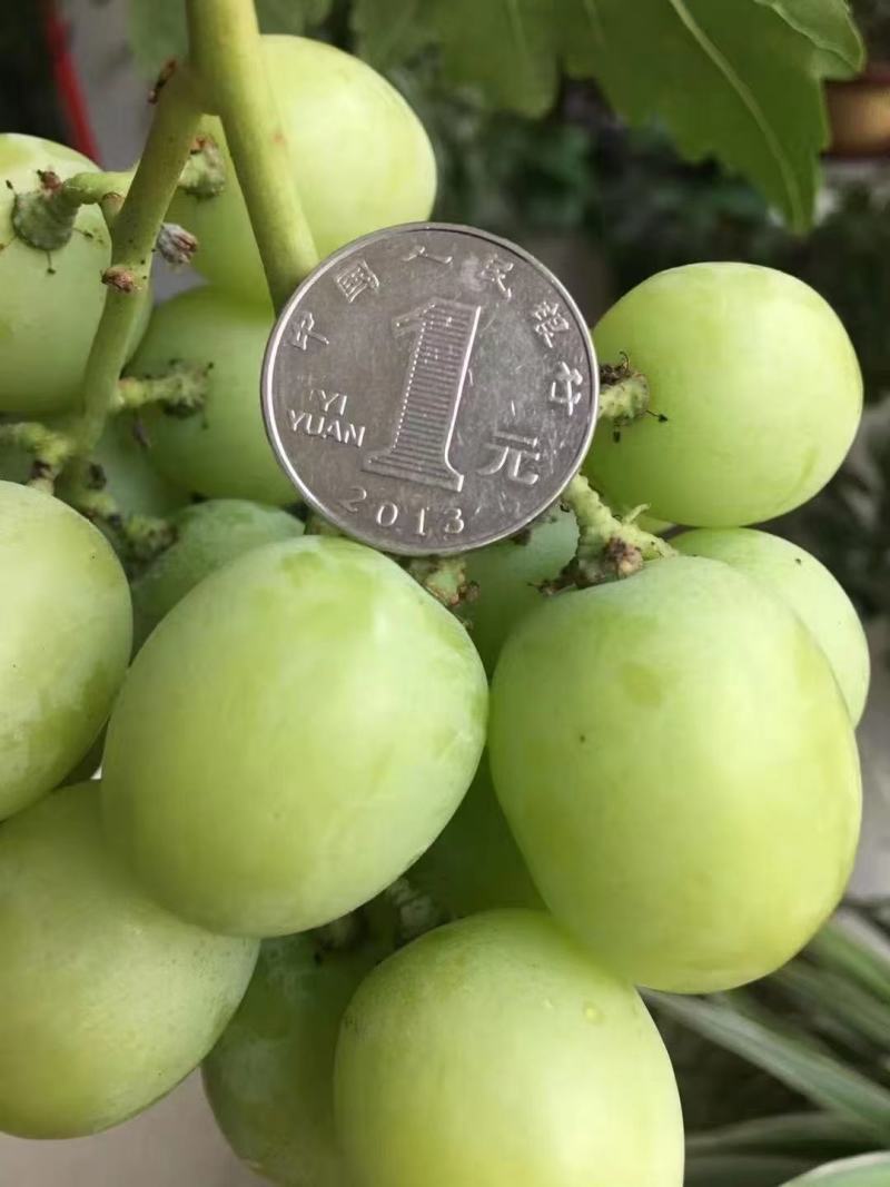 新品种葡萄苗玉隆玫瑰一号葡萄苗嫁接苗自然无核葡萄苗