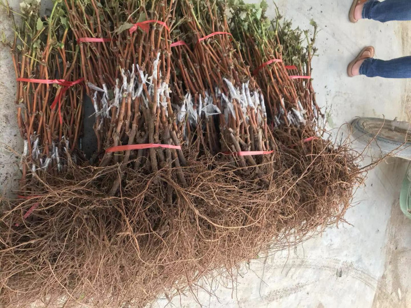 新品种葡萄苗玉隆玫瑰一号葡萄苗嫁接苗自然无核葡萄苗