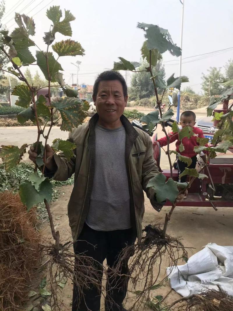 新品种葡萄苗玉隆玫瑰一号葡萄苗嫁接苗自然无核葡萄苗
