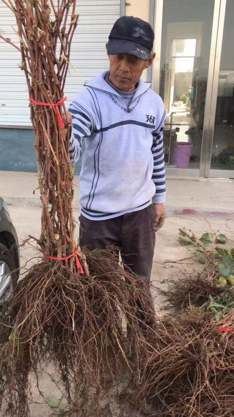 新品种葡萄苗玉隆玫瑰一号葡萄苗嫁接苗自然无核葡萄苗