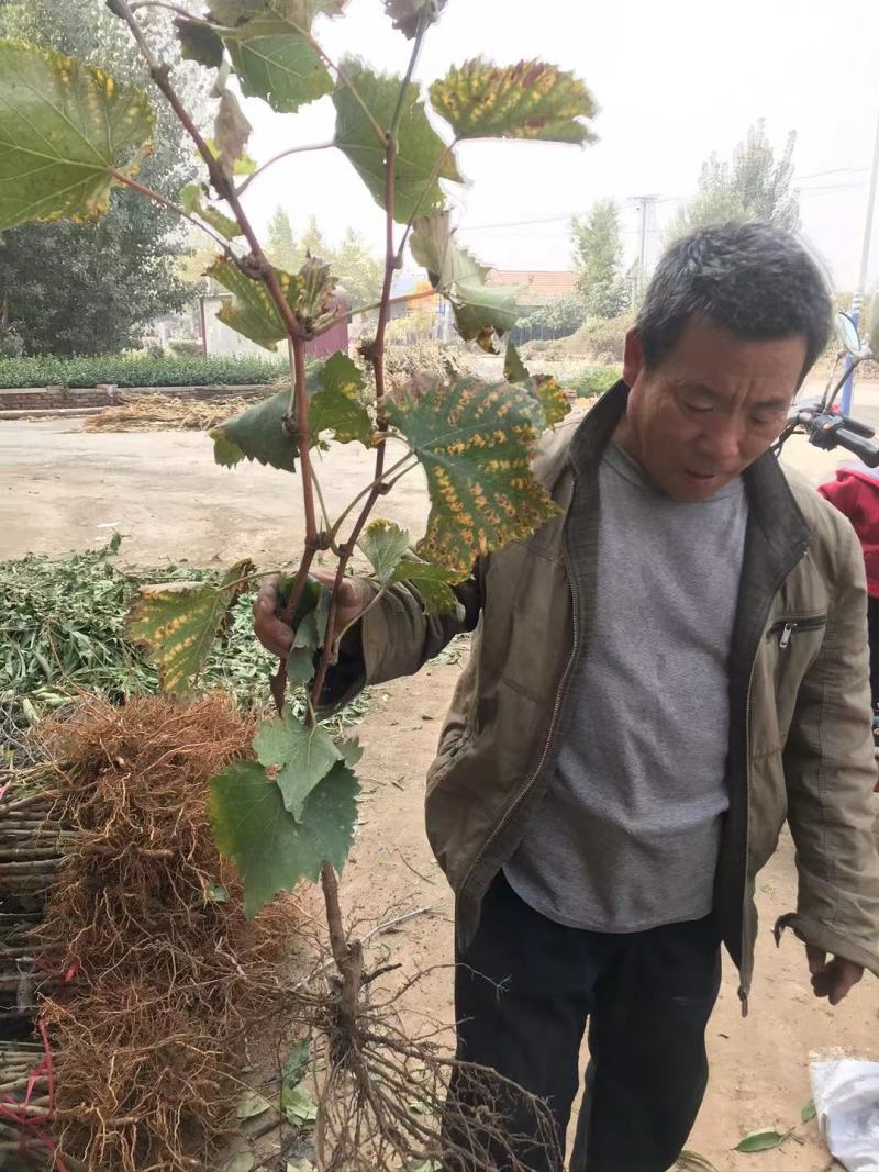 新品种葡萄苗玉隆玫瑰一号葡萄苗嫁接苗自然无核葡萄苗