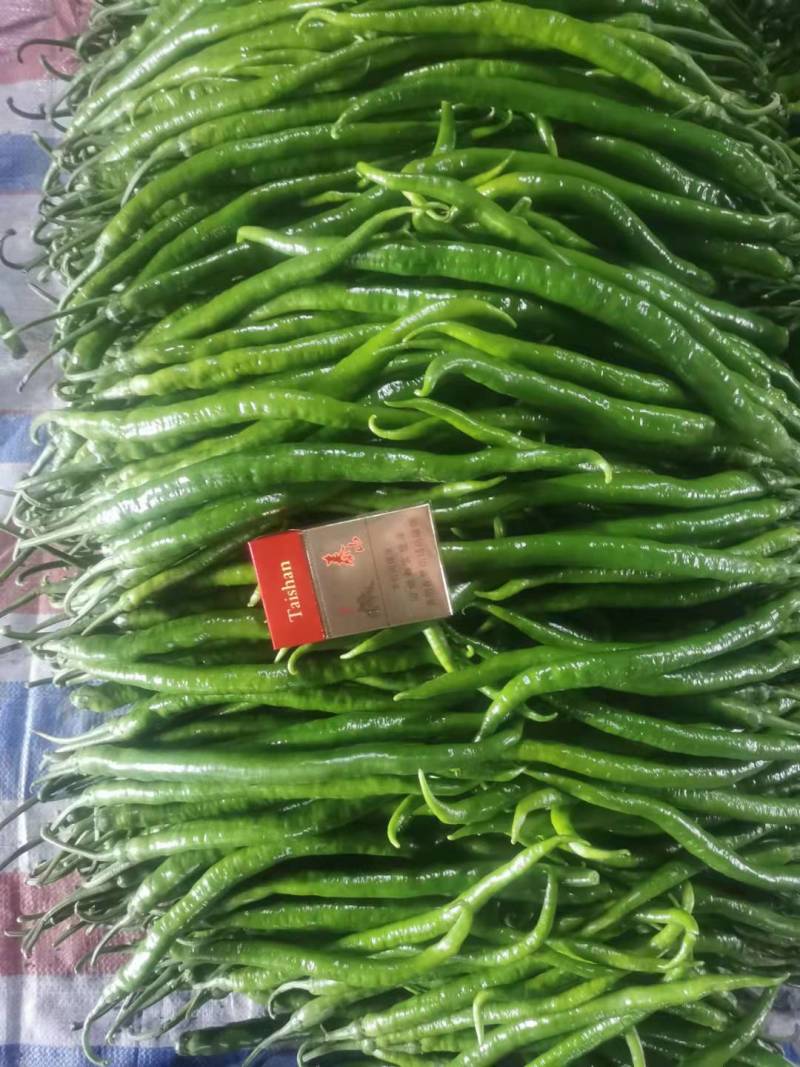 二荆条辣椒鲜辣椒大量上市基地直发欢迎朋友们来电咨询