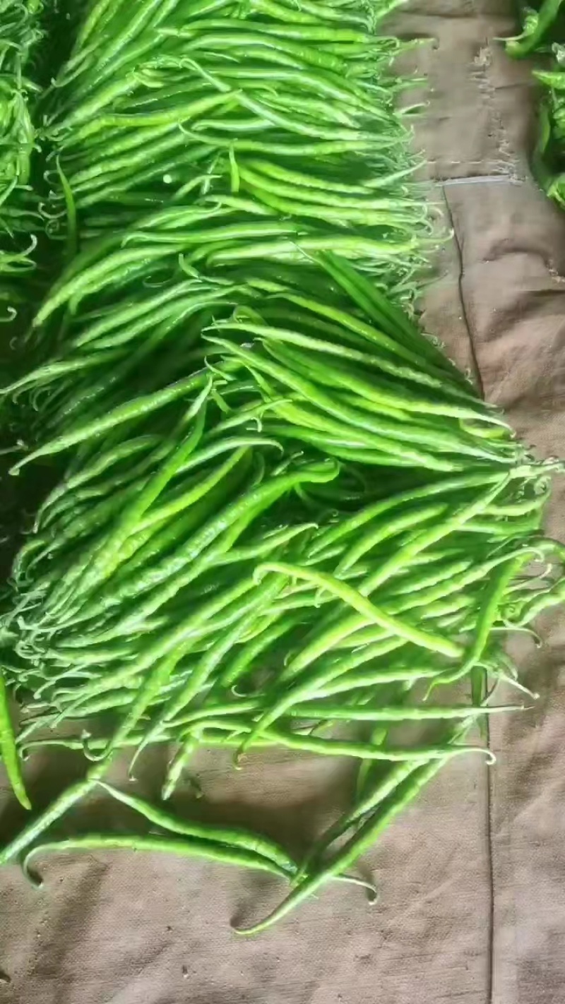 二荆条辣椒鲜辣椒大量上市基地直发欢迎朋友们来电咨询