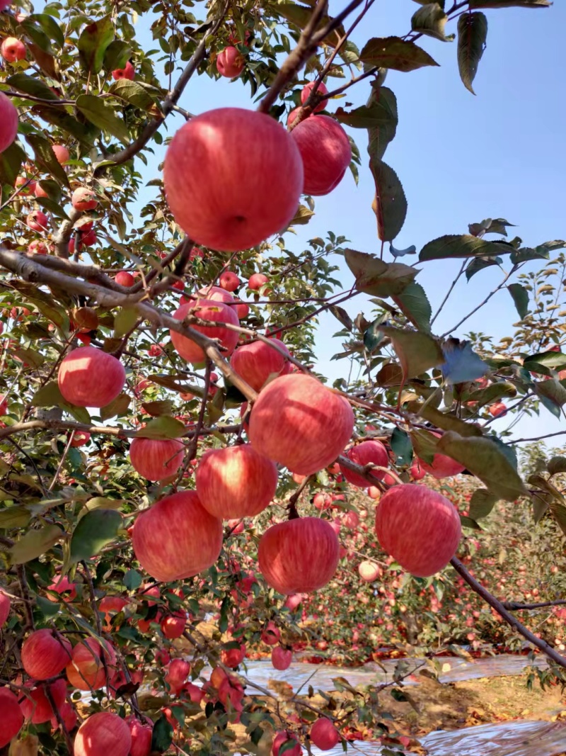 寒富苹果绥中精品苹果产地直发货量大价格优欢迎订购