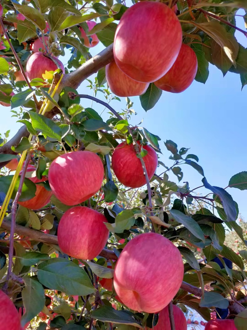 寒富苹果绥中精品苹果产地直发货量大价格优欢迎订购