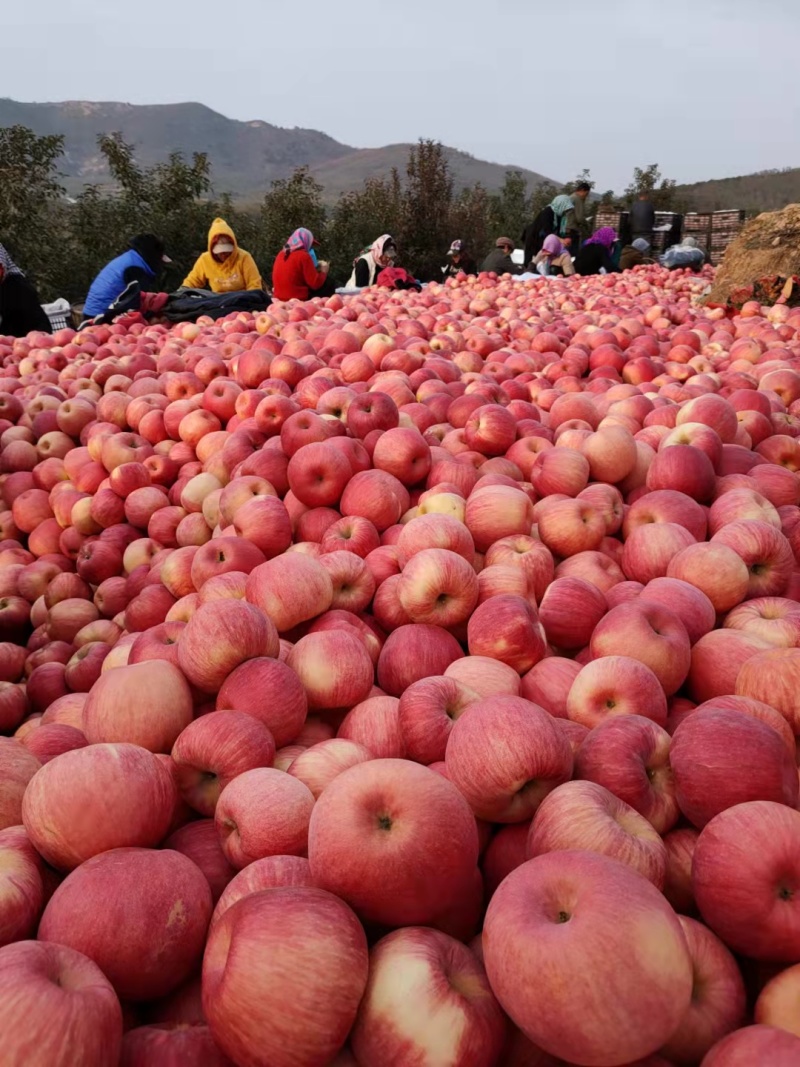 寒富苹果绥中精品苹果产地直发货量大价格优欢迎订购