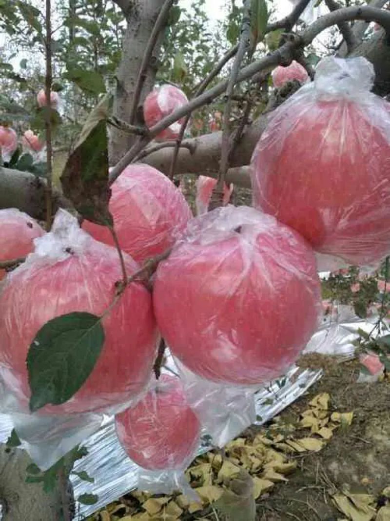 冰糖心苹果好吃不上火受消费者喜欢支持一件代发