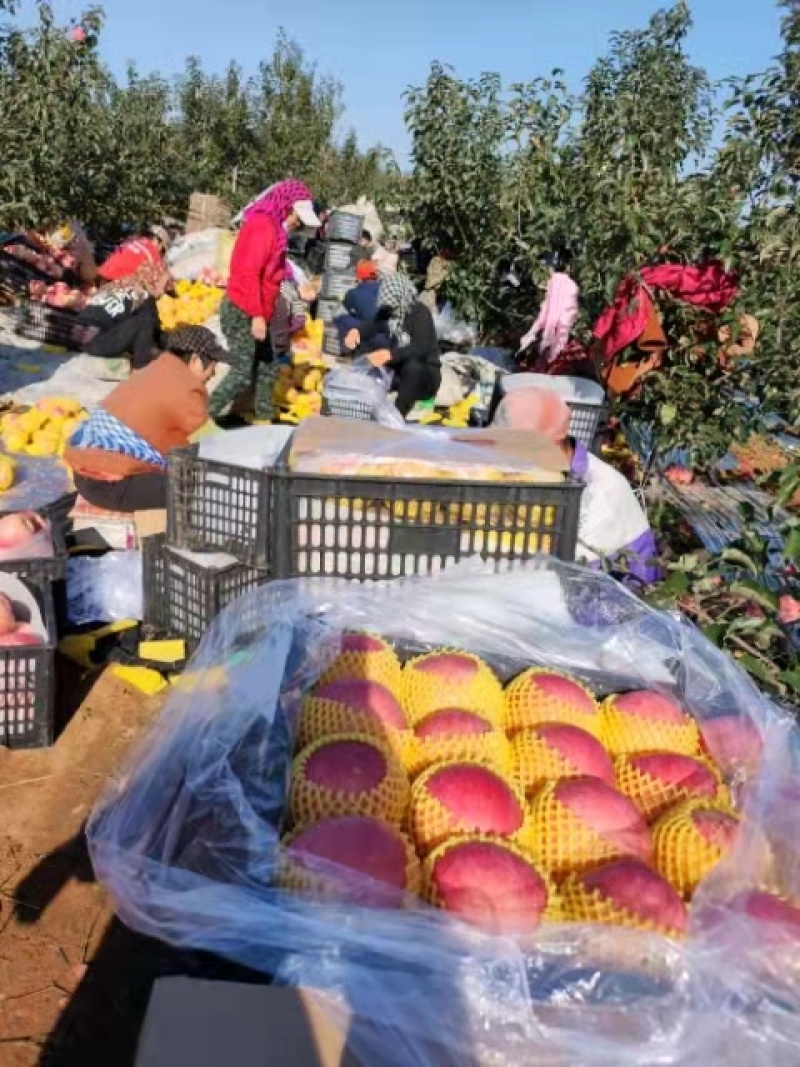 寒富苹果绥中精品苹果产地直发货量大价格优欢迎订购