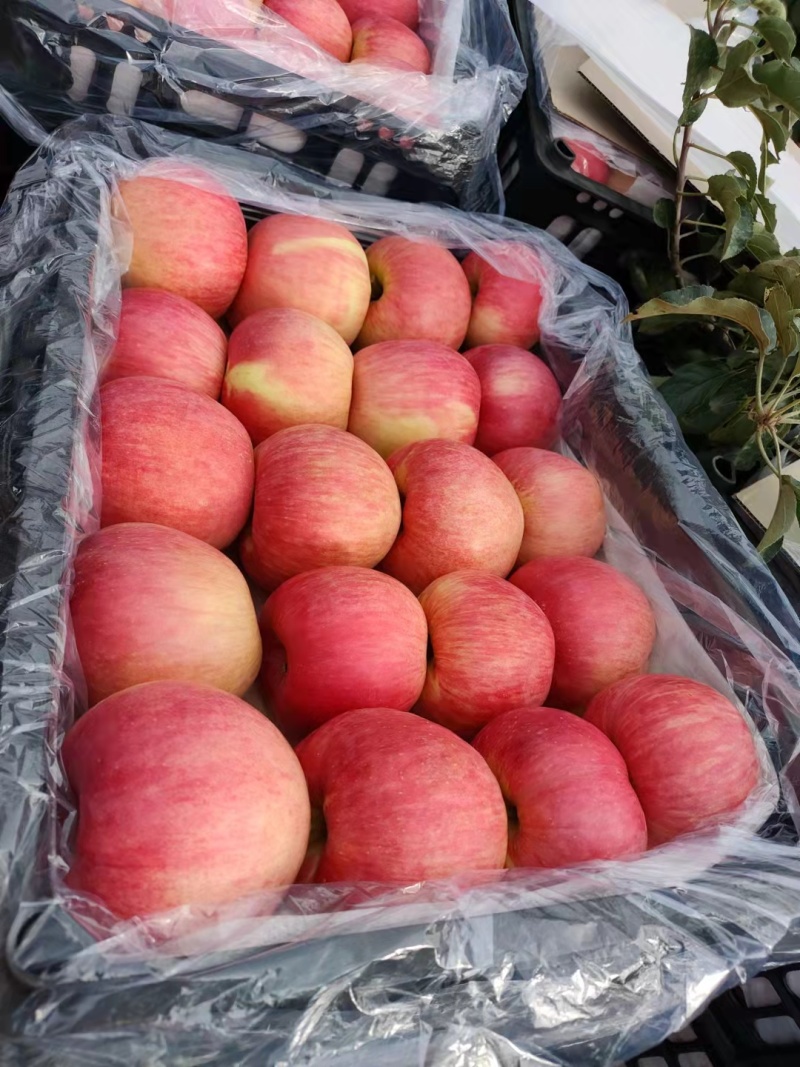 寒富苹果绥中精品苹果产地直发货量大价格优欢迎订购