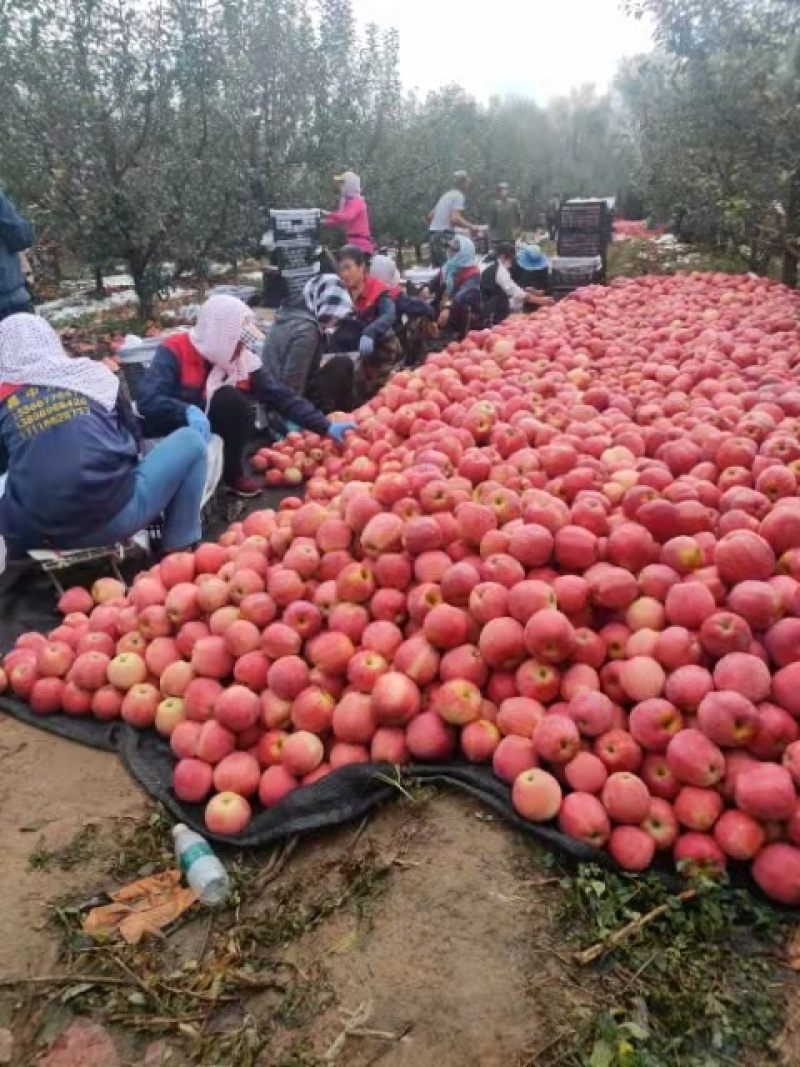 中秋王苹果绥中本地苹果产地直发现货颜色亮价格优