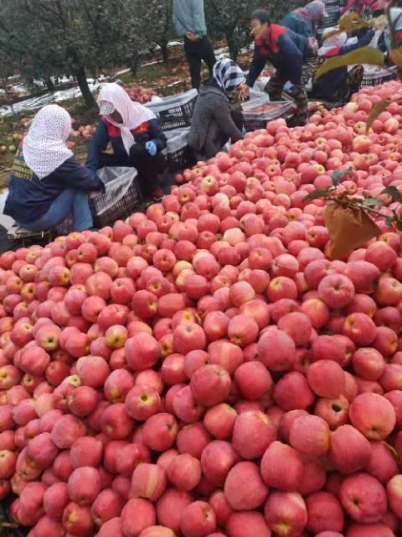 中秋王苹果绥中本地苹果产地直发现货颜色亮价格优