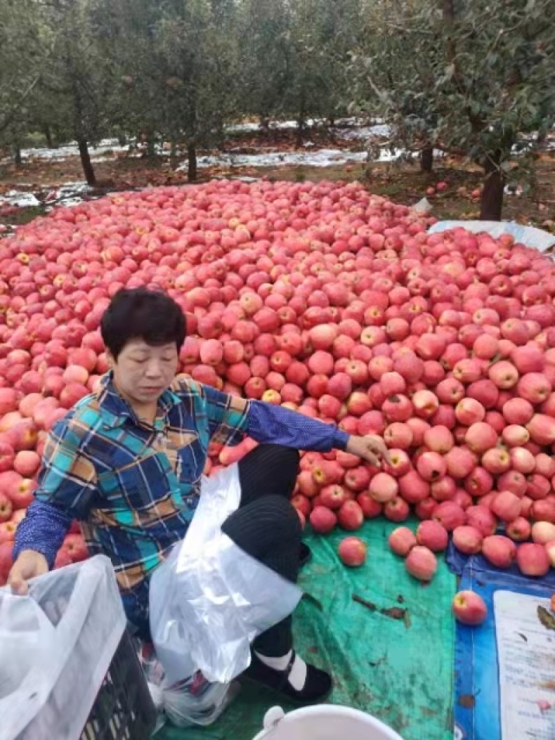 中秋王苹果绥中本地苹果产地直发现货颜色亮价格优