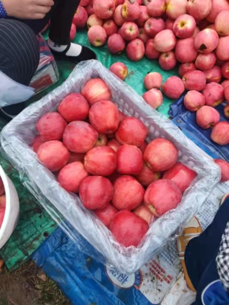 中秋王苹果绥中本地苹果产地直发现货颜色亮价格优