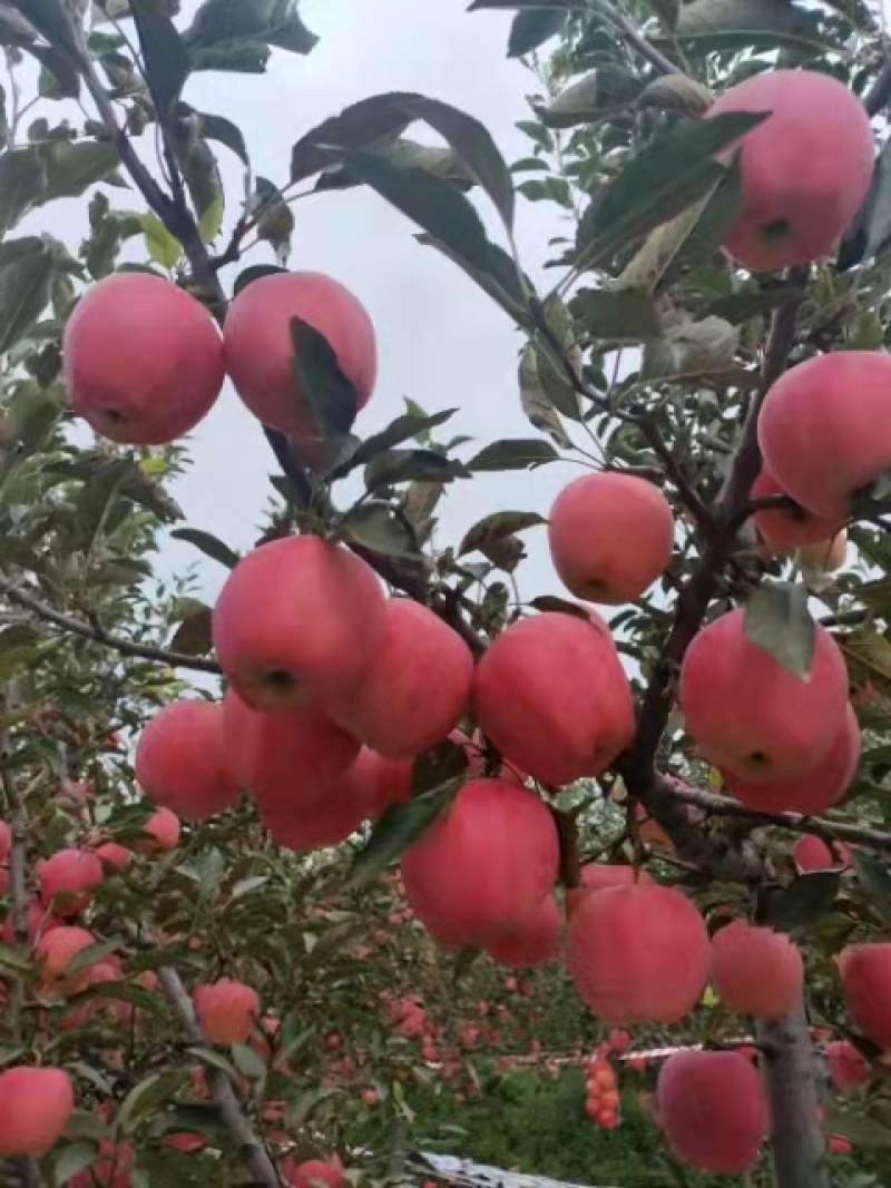 中秋王苹果绥中本地苹果产地直发现货颜色亮价格优