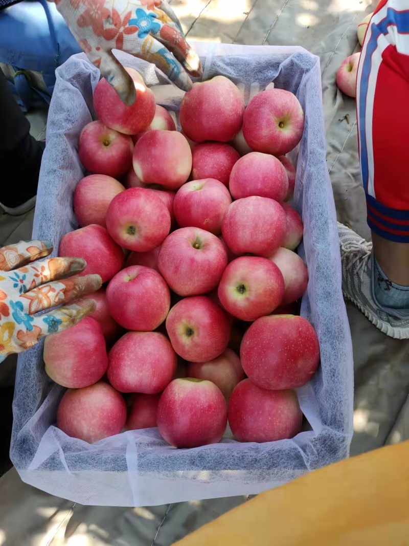 红嘎啦苹果大量上市绥中直发现货脆甜多汁量大从优