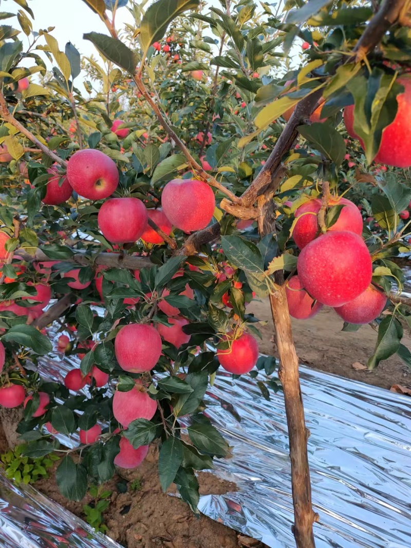 红嘎啦苹果大量上市绥中直发现货脆甜多汁量大从优