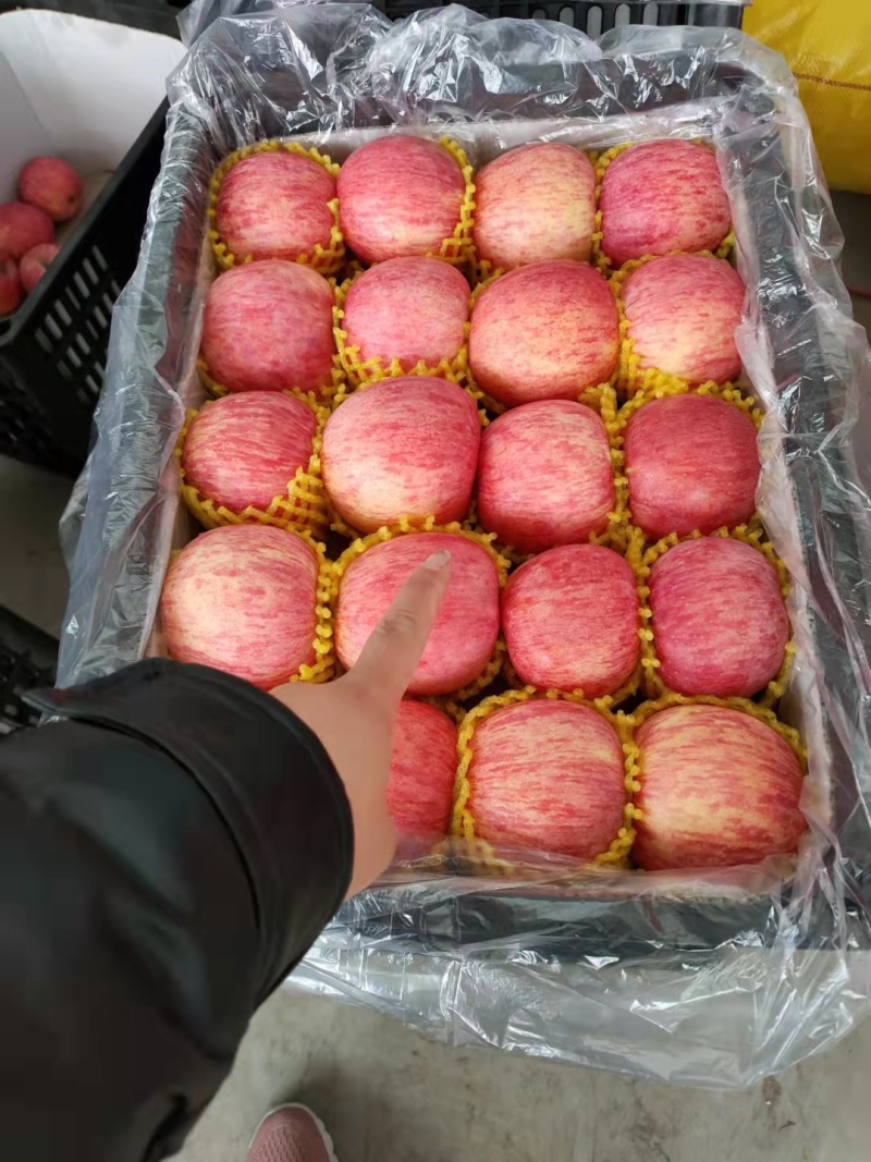 红富士苹果绥中产地直发品类规格齐全可视频看货