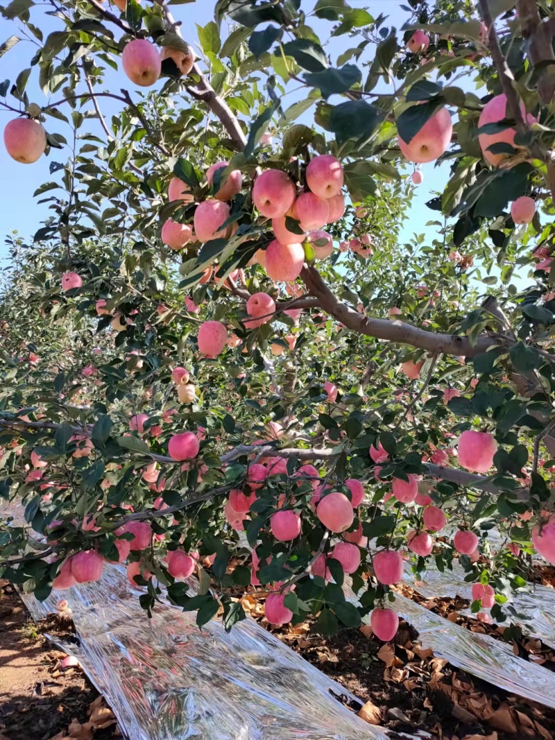 华红花瓶苹果东北绥中产地直供保质保量脆甜可视频看货