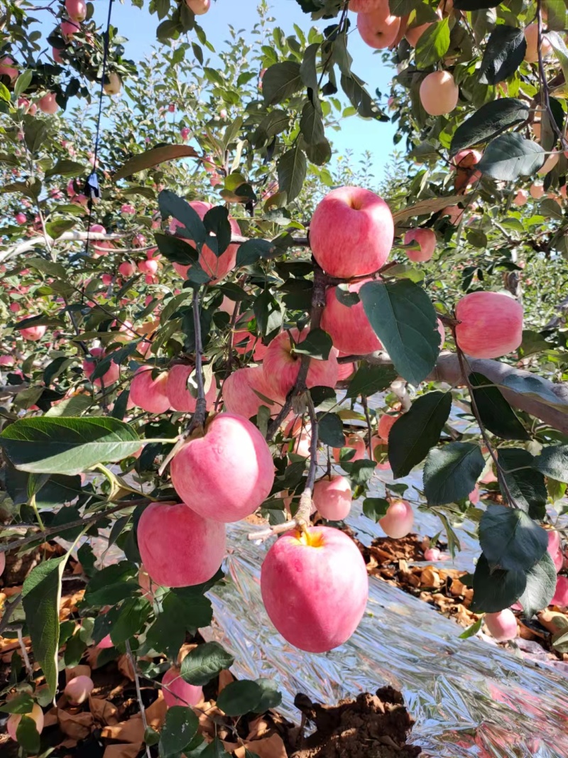 华红花瓶苹果东北绥中产地直供保质保量脆甜可视频看货