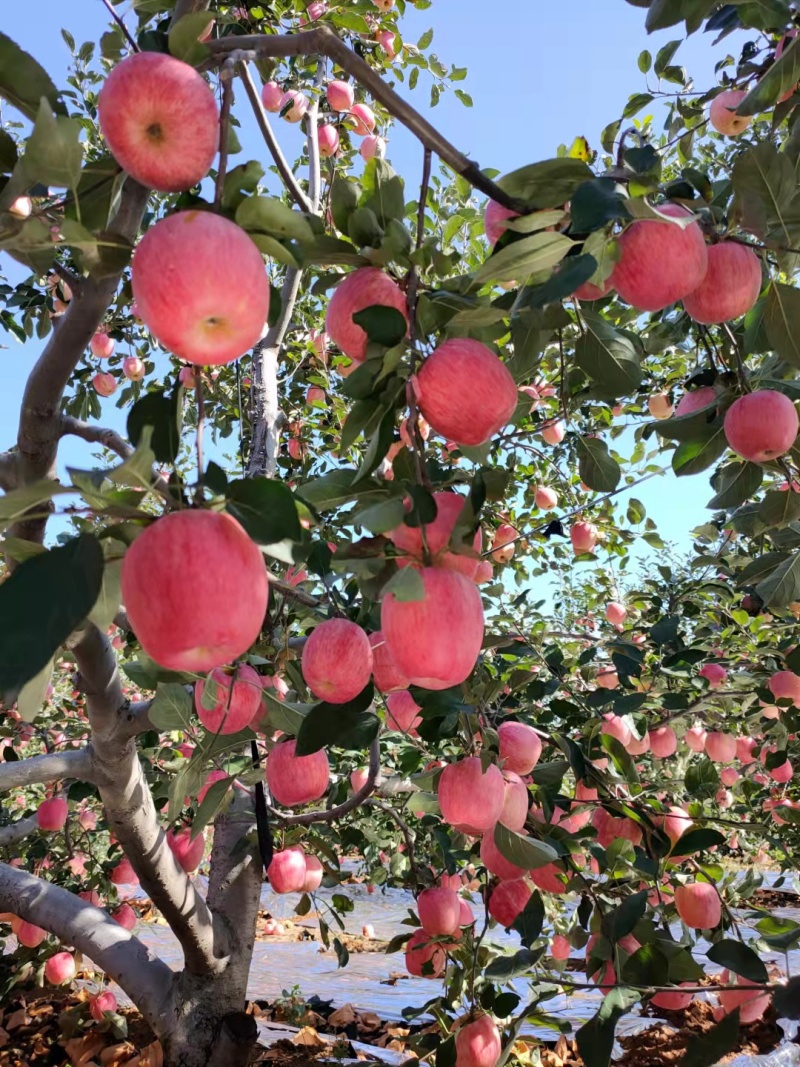 华红花瓶苹果东北绥中产地直供保质保量脆甜可视频看货