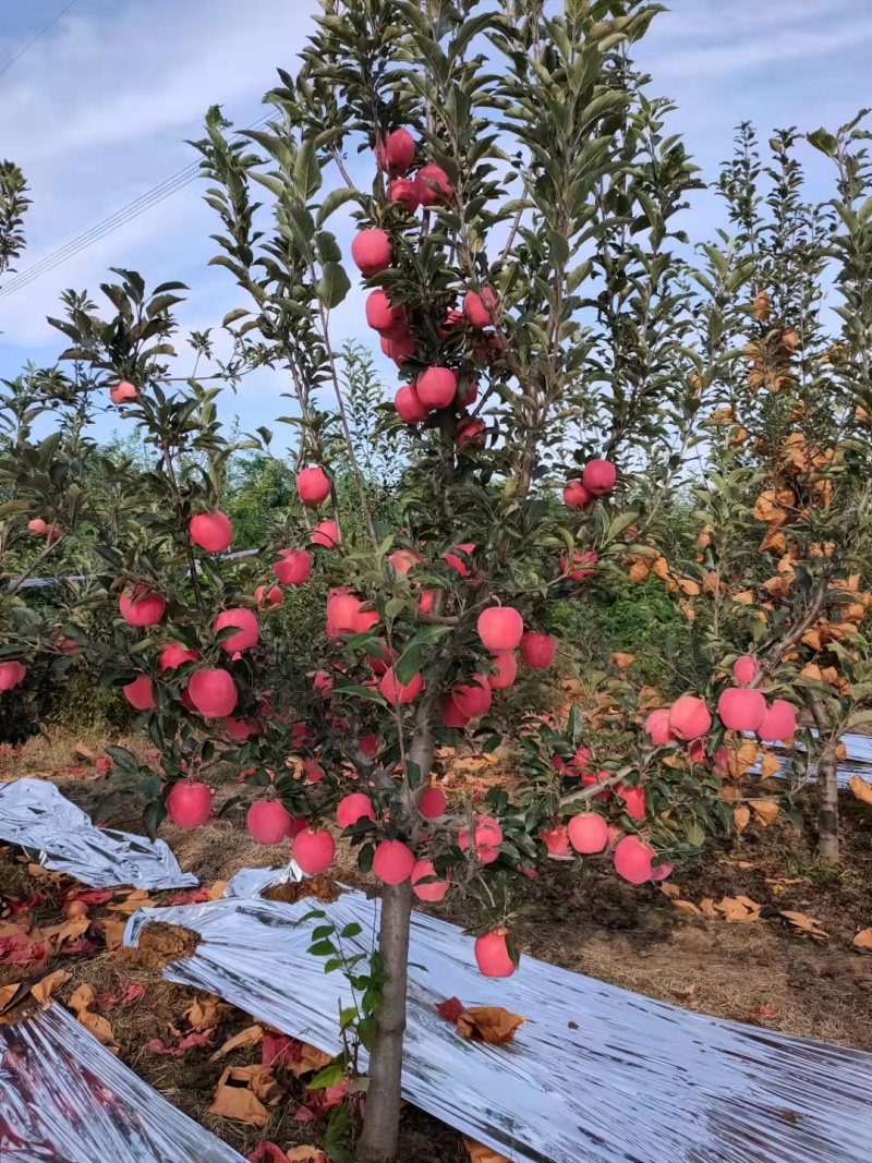 华红花瓶苹果东北绥中产地直供保质保量脆甜可视频看货