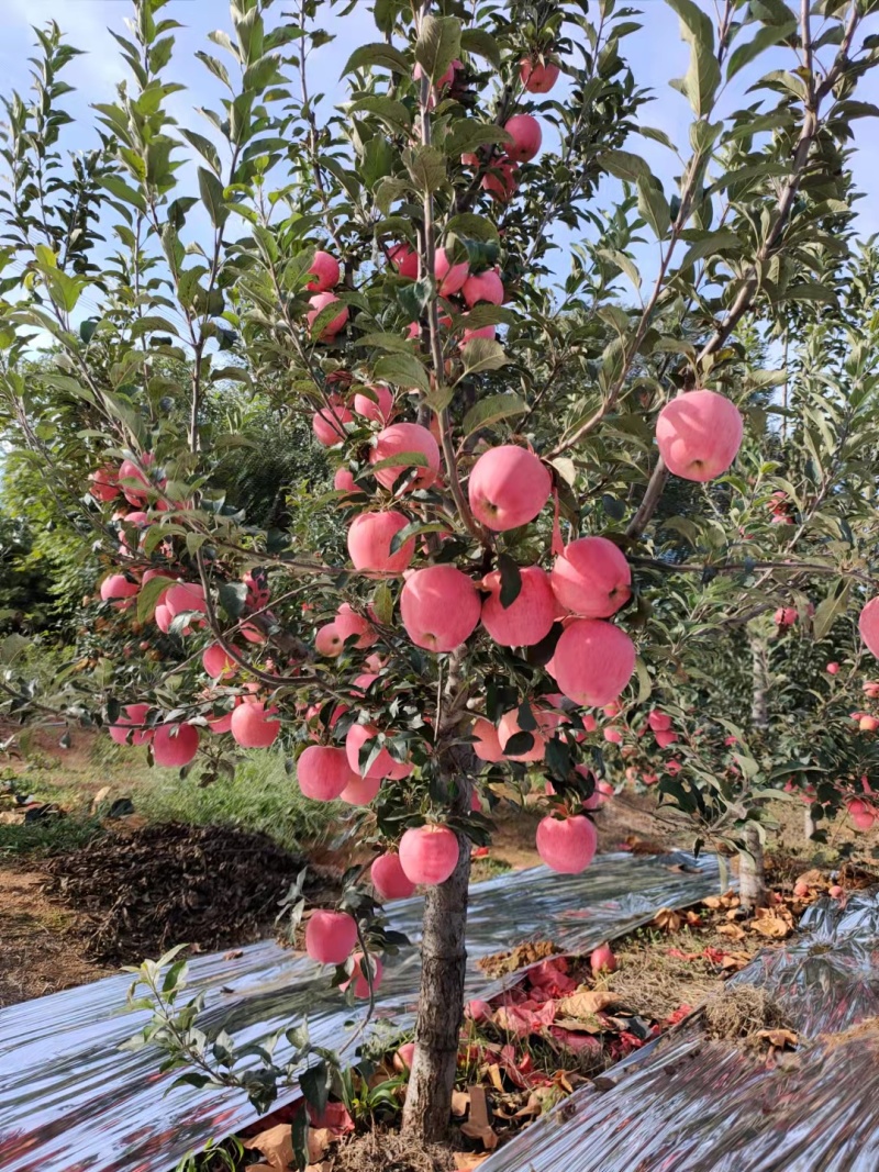 华红花瓶苹果东北绥中产地直供保质保量脆甜可视频看货