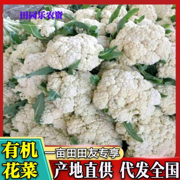有机花菜开封松花菜大量上市价格便宜一手货源代发全国