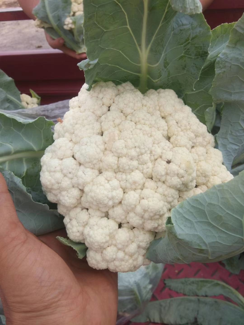 有机花菜开封松花菜大量上市价格便宜一手货源代发全国