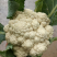 有机花菜开封松花菜大量上市价格便宜一手货源代发全国