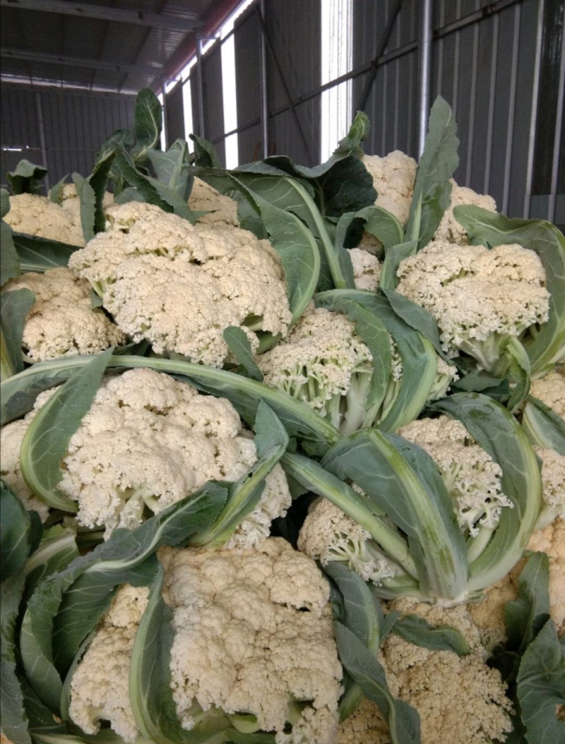 有机花菜开封松花菜大量上市价格便宜一手货源代发全国