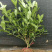 大叶栀子花苗黄栀子山栀子荷花牡丹栀子小苗枝子花