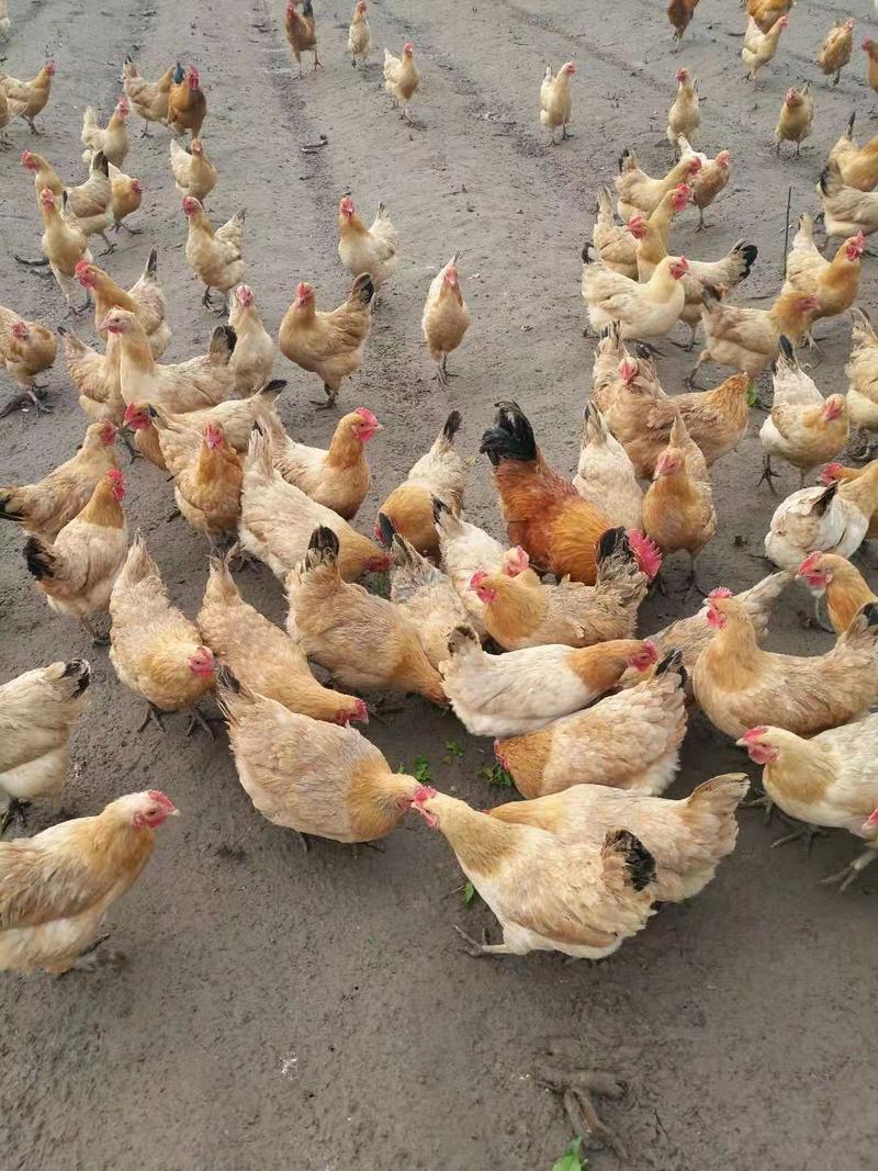 安徽铜陵农家土鸡活鸡农家养殖量大货优，欢迎进店选购