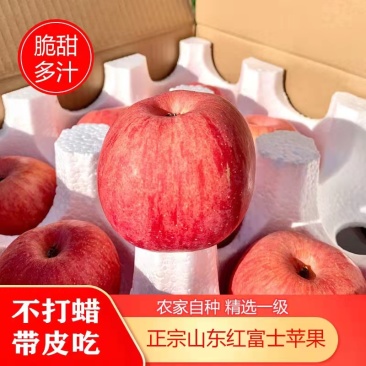 山东精品【红富士苹果】纸袋膜袋大量供应一手货源产地直销