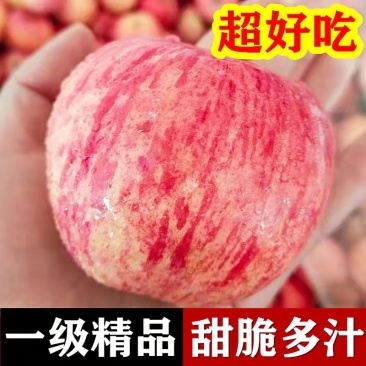 山东红富士膜袋纸袋红富士供应中口感脆甜果面光滑