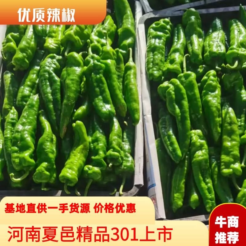 河南省夏邑县精品301辣椒温室大棚辣椒价格优惠欢迎联系