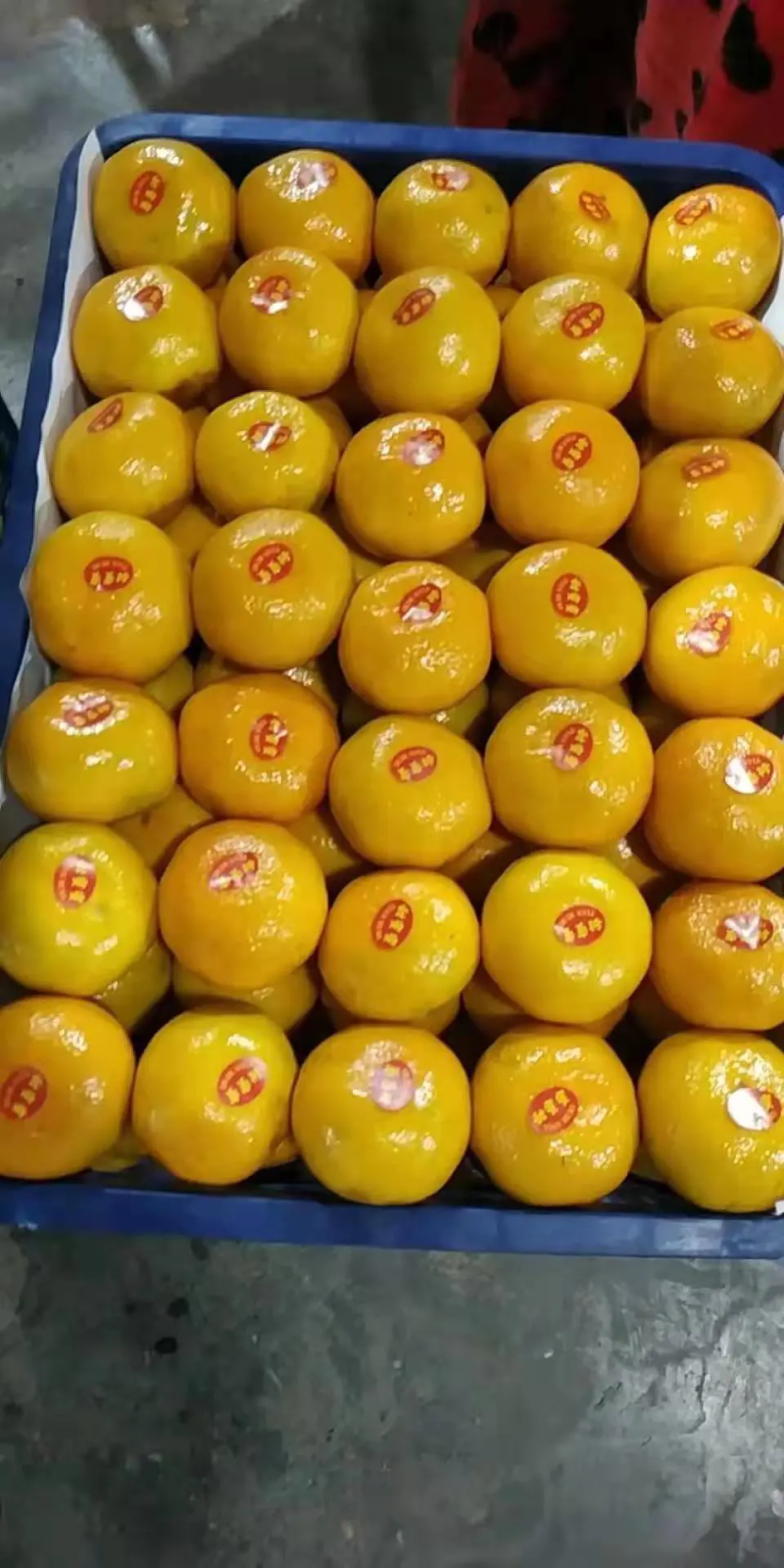 【柑桔】湖北精品蜜桔一手货源无中间商皮薄多汁
