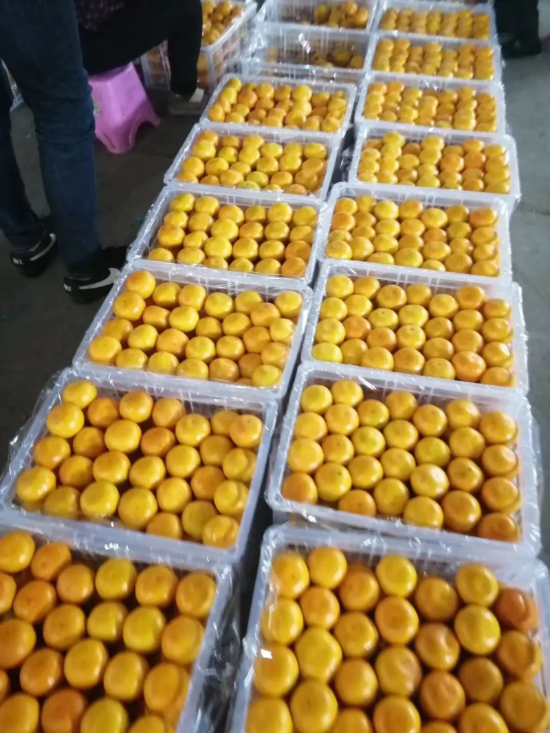【柑桔】湖北精品蜜桔一手货源无中间商皮薄多汁