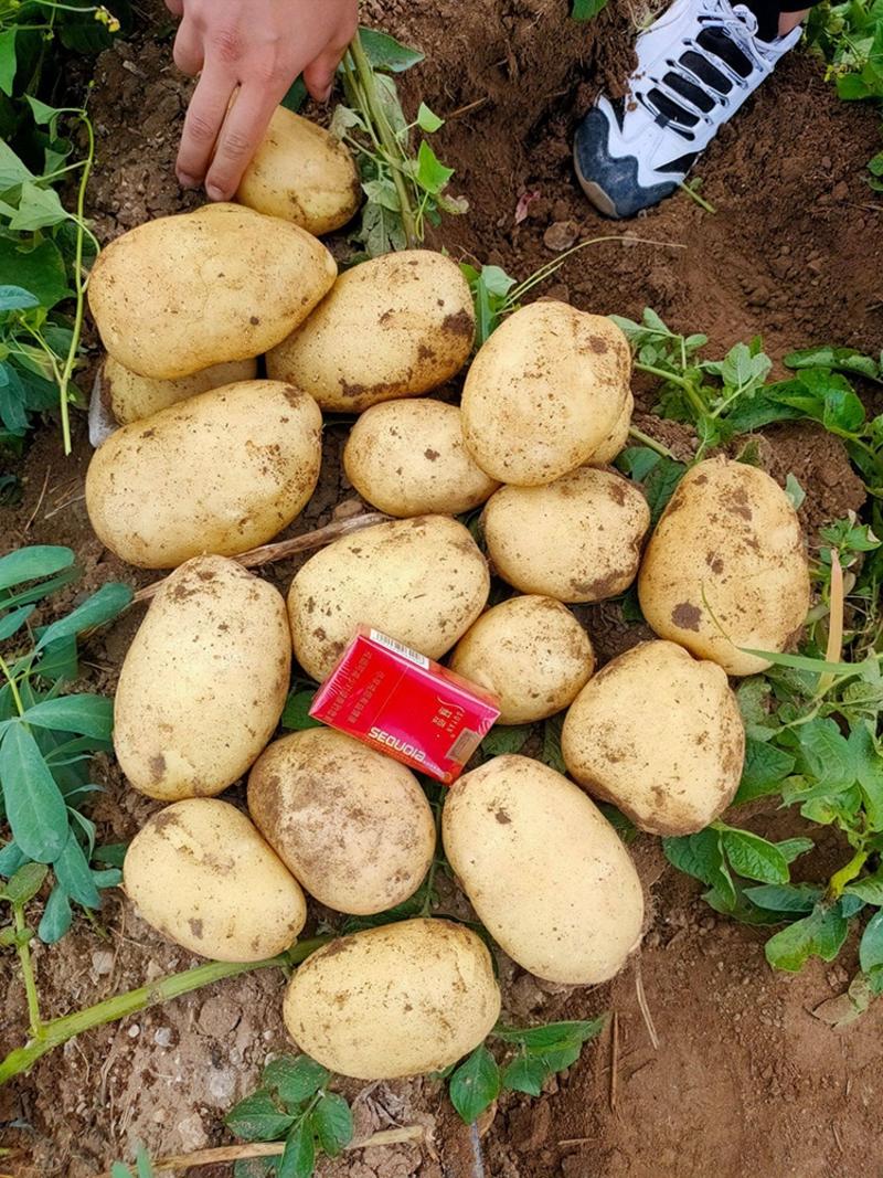 【品质保障】通许希森土豆三两以上大现挖现发量大从优