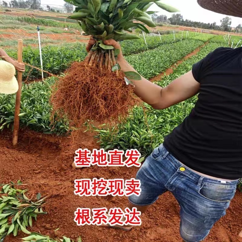 早熟柑桔苗沙糖桔苗规格全全国发货基地直供