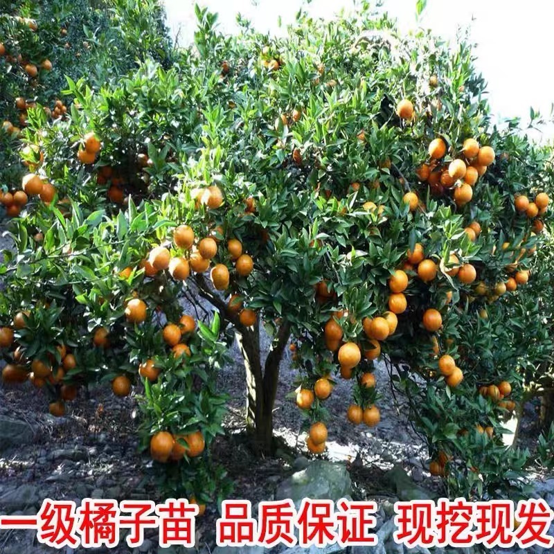 早熟柑桔苗沙糖桔苗规格全全国发货基地直供