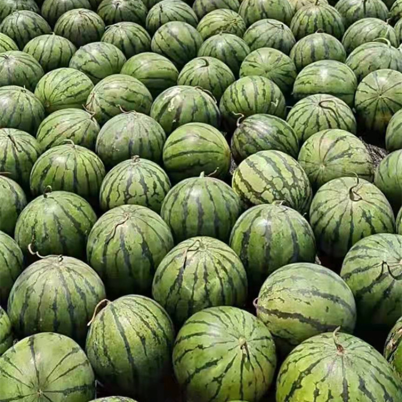 美都西瓜苗嫁接西瓜苗早中熟瓜瓤桃红基地直发价优