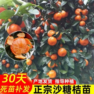 早熟柑桔苗沙糖桔苗规格全全国发货基地直供